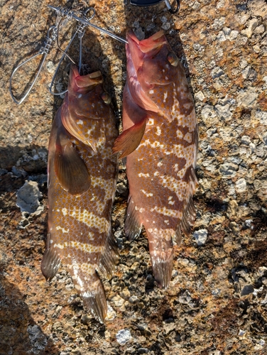 アコウの釣果