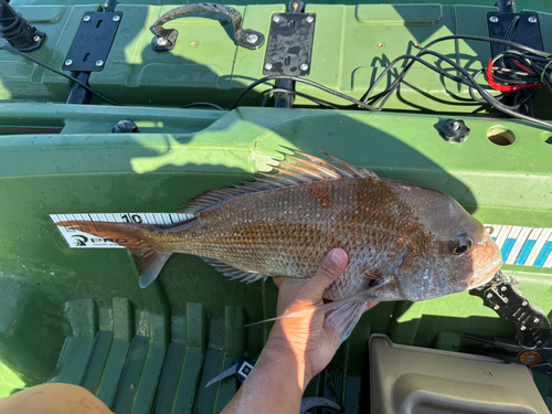 タイの釣果