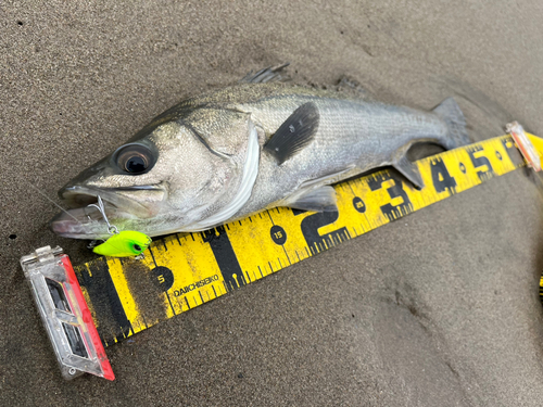 シーバスの釣果