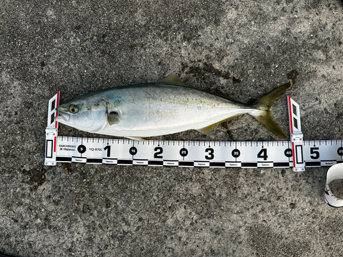 ハマチの釣果