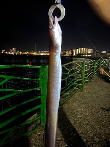 クロアナゴの釣果