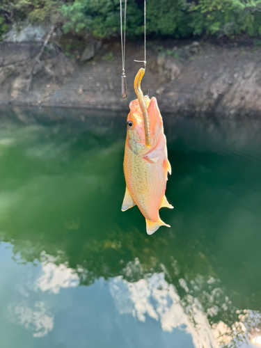 ブラックバスの釣果