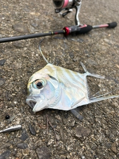 イトヒキアジの釣果