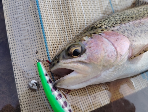 ニジマスの釣果