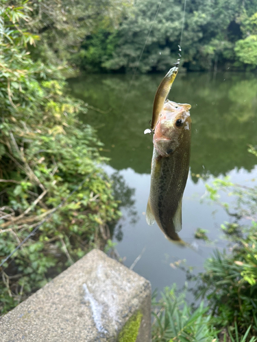 ブラックバスの釣果