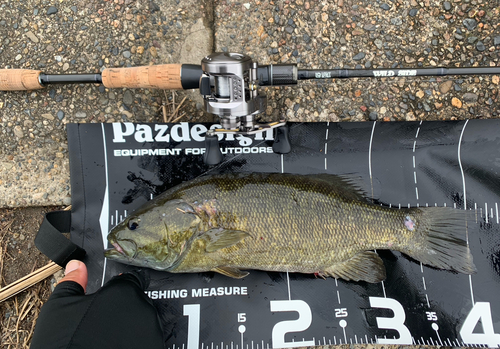 スモールマウスバスの釣果