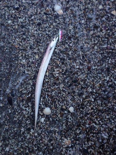 タチウオの釣果