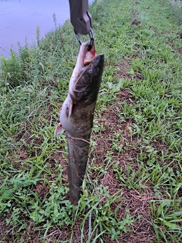 ナマズの釣果