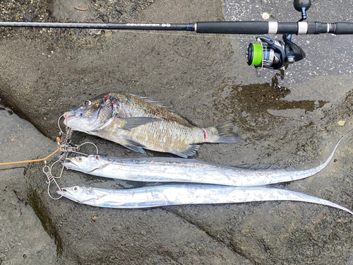 タチウオの釣果