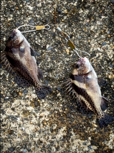 コショウダイの釣果