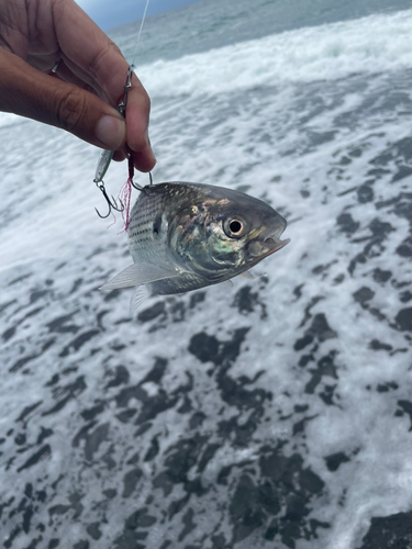 コノシロの釣果