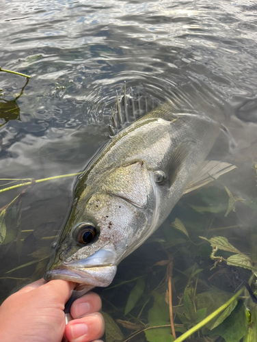 スズキの釣果