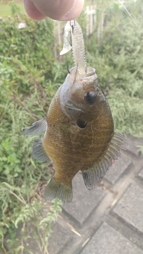 びん沼川