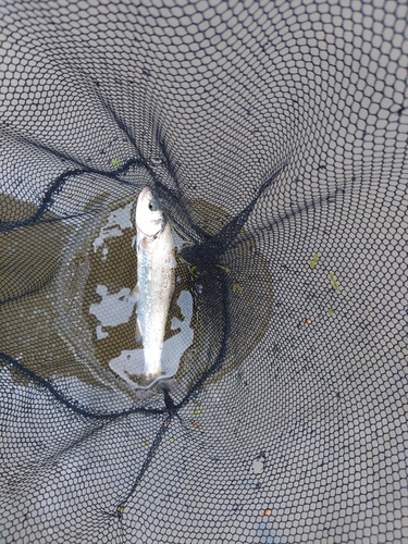 ウグイの釣果