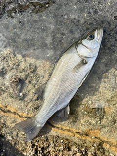 ヒラスズキの釣果