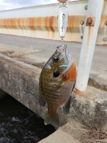 ブルーギルの釣果