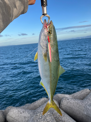 ツバスの釣果