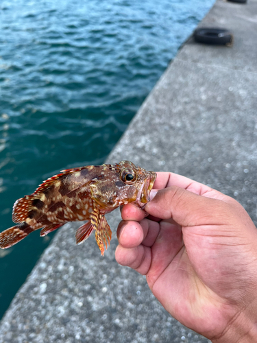 カサゴの釣果