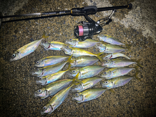 アジの釣果