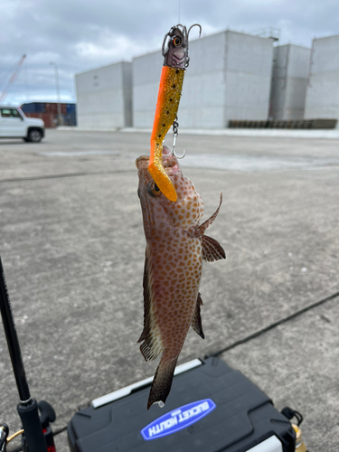 オオモンハタの釣果