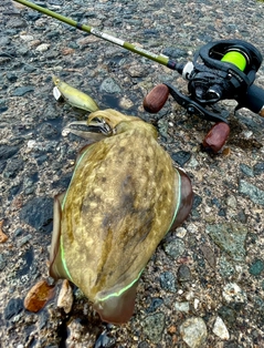 コウイカの釣果