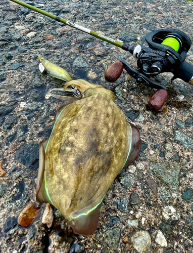 コウイカの釣果