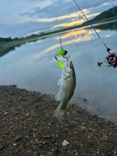 ラージマウスバスの釣果