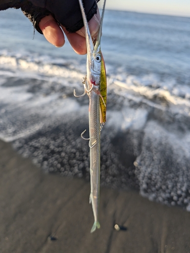 ダツの釣果