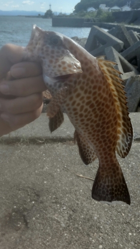 オオモンハタの釣果