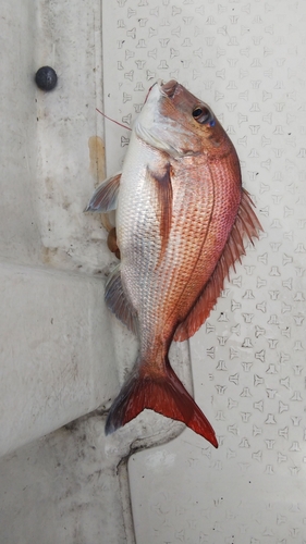 タイの釣果