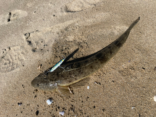 マゴチの釣果