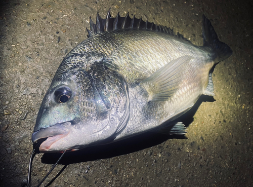 チヌの釣果