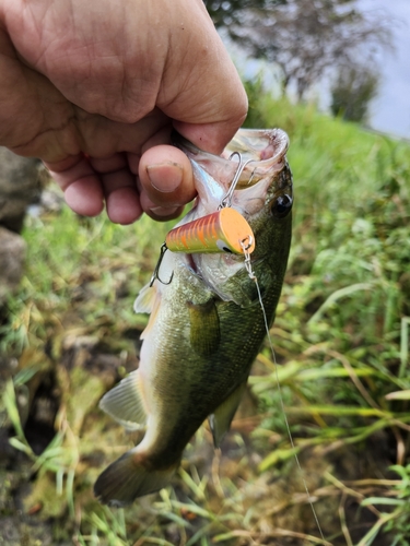 ブラックバスの釣果