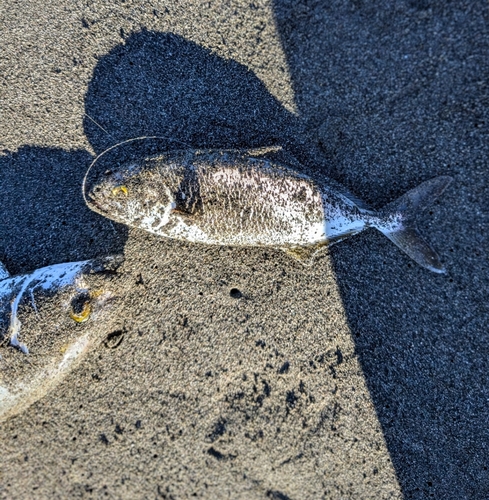 ショゴの釣果