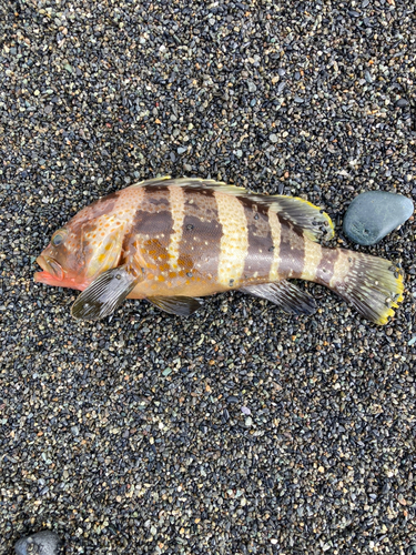 アオハタの釣果