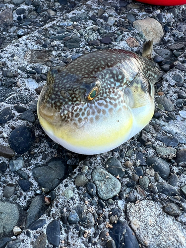 ショウサイフグの釣果