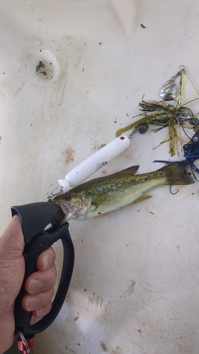 ブラックバスの釣果