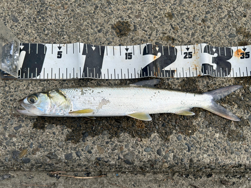 カライワシの釣果