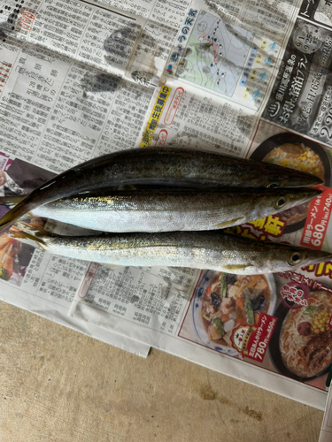 カマスの釣果