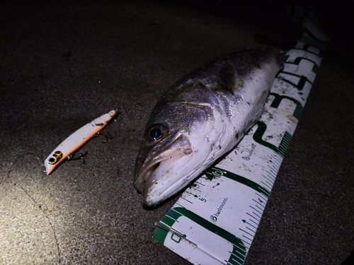 野積海岸