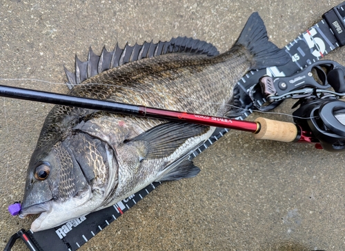 チヌの釣果