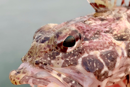 アナハゼの釣果