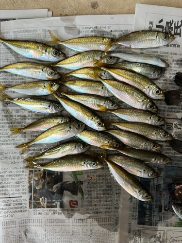 アジの釣果