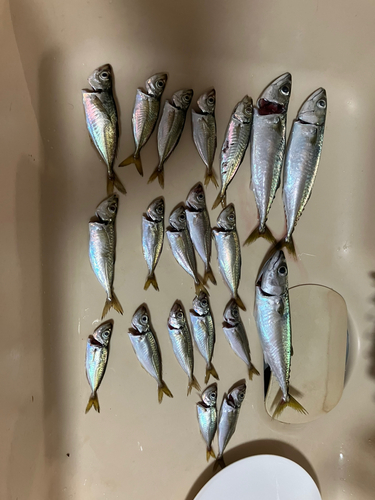 アジの釣果