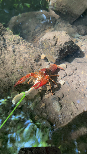 アメリカザリガニの釣果