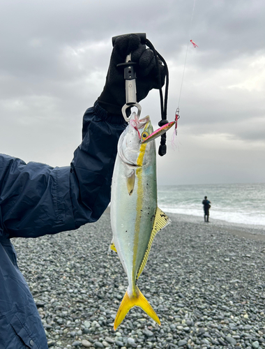 イナダの釣果