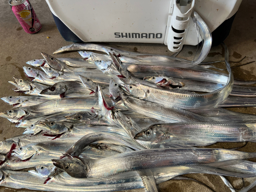 タチウオの釣果