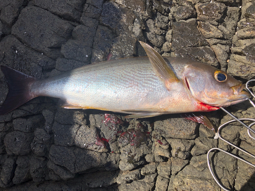 イサキの釣果