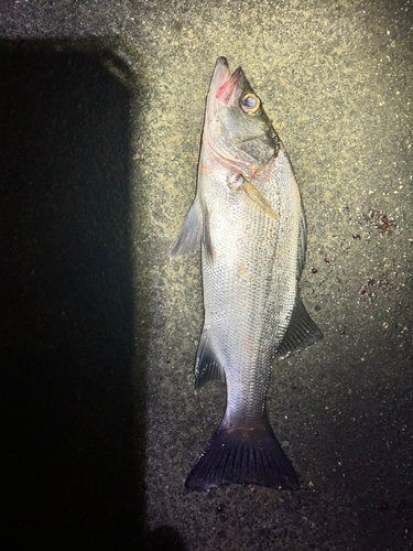 セイゴ（マルスズキ）の釣果