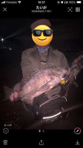 クロダイの釣果